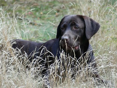 burberry labradors|Burberry Labradors.